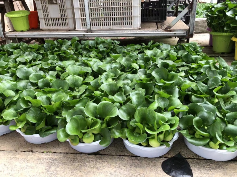 水葫芦凤眼莲凤眼蓝水生植物死苗补发量大可优惠
