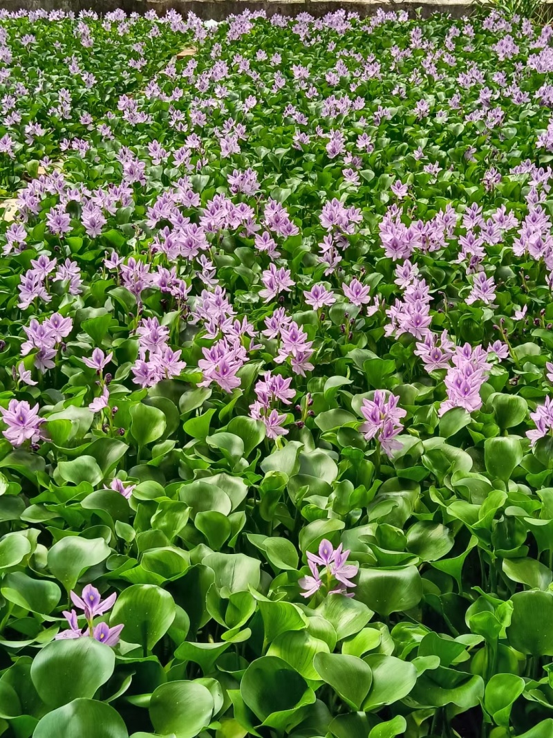 水葫芦凤眼莲凤眼蓝水生植物死苗补发量大可优惠