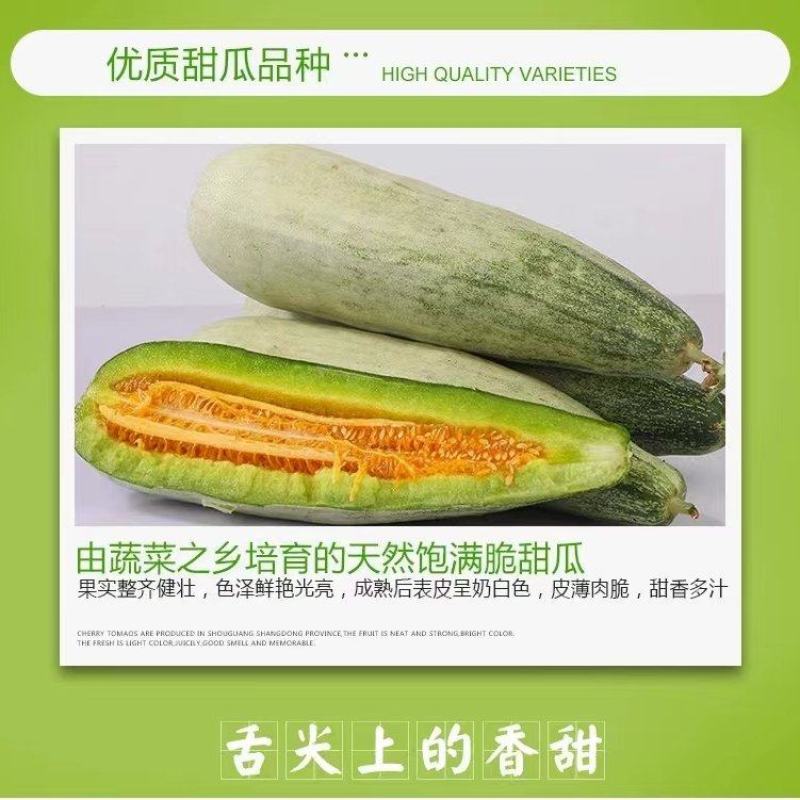 博洋甜瓜6.1陆续上市价格可谈对接批发市场商超团购当天发货