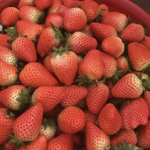 红颜草莓宁玉草莓大量上市个大味甜价格实惠存储方便