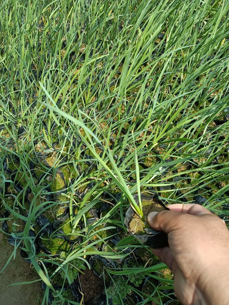 紫娇花容器苗紫娇花死苗补发量大可优惠