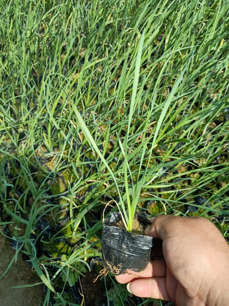 紫娇花容器苗紫娇花死苗补发量大可优惠