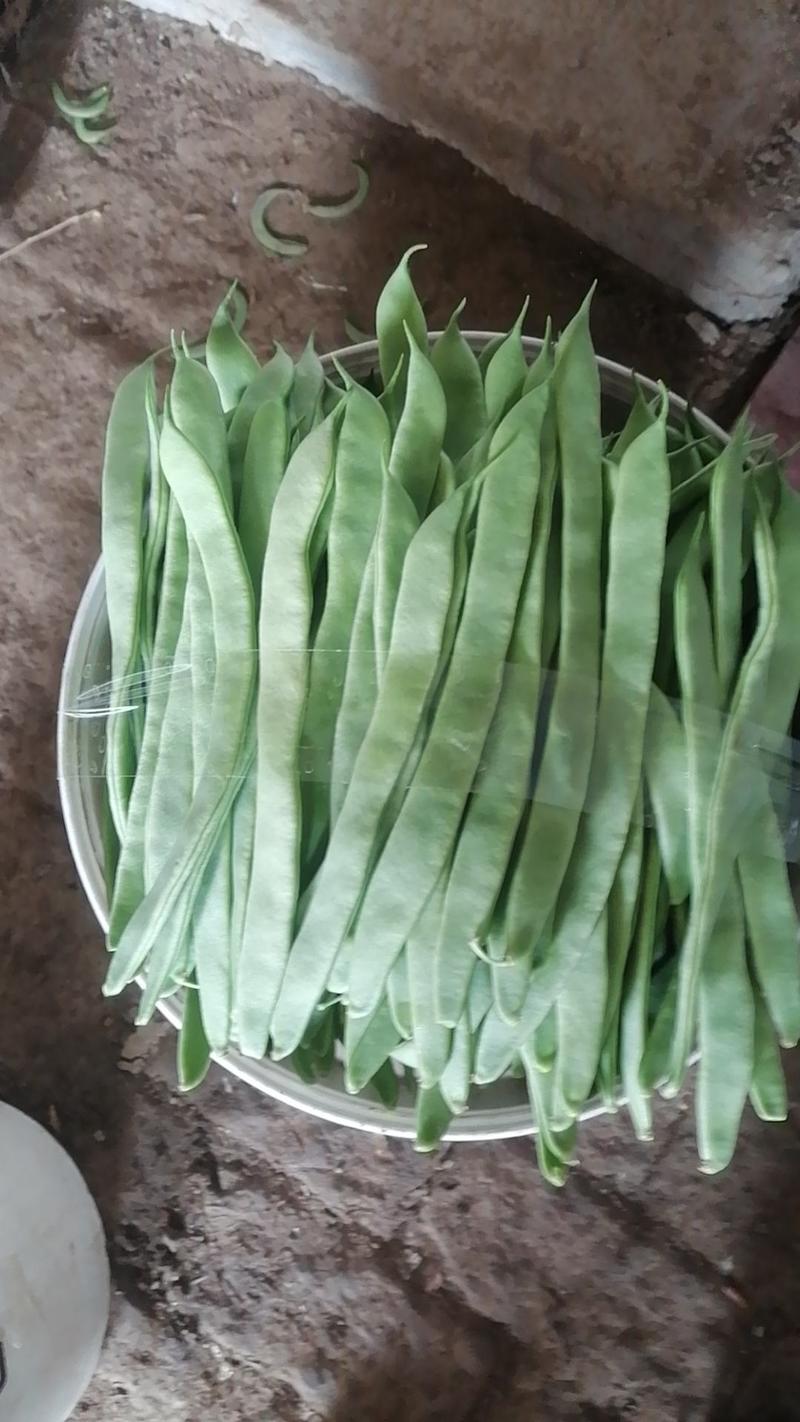 山东商河县大量供应扁青芸豆，量大从优产地直发，一手货源
