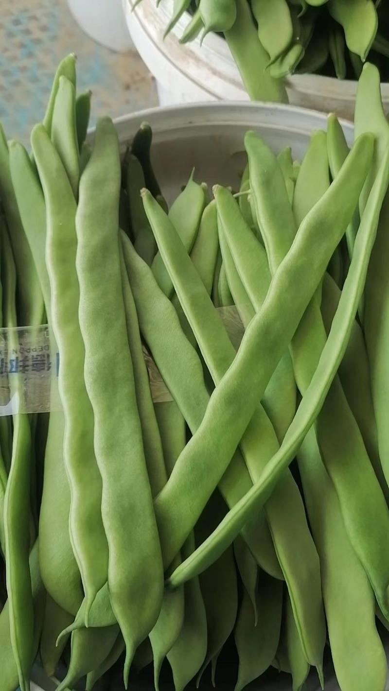 山东商河县大量供应扁青芸豆，量大从优产地直发，一手货源