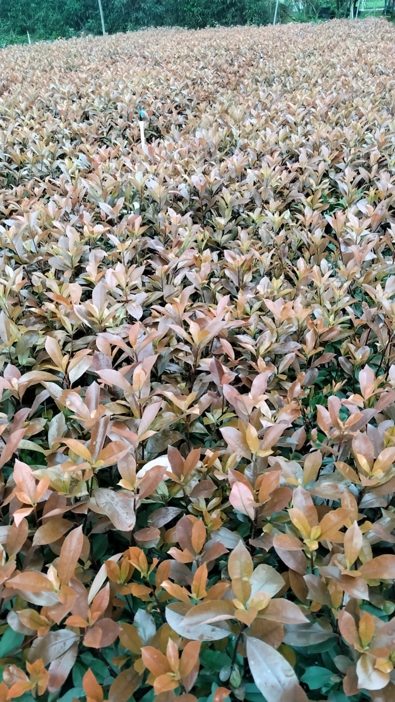 红叶石楠