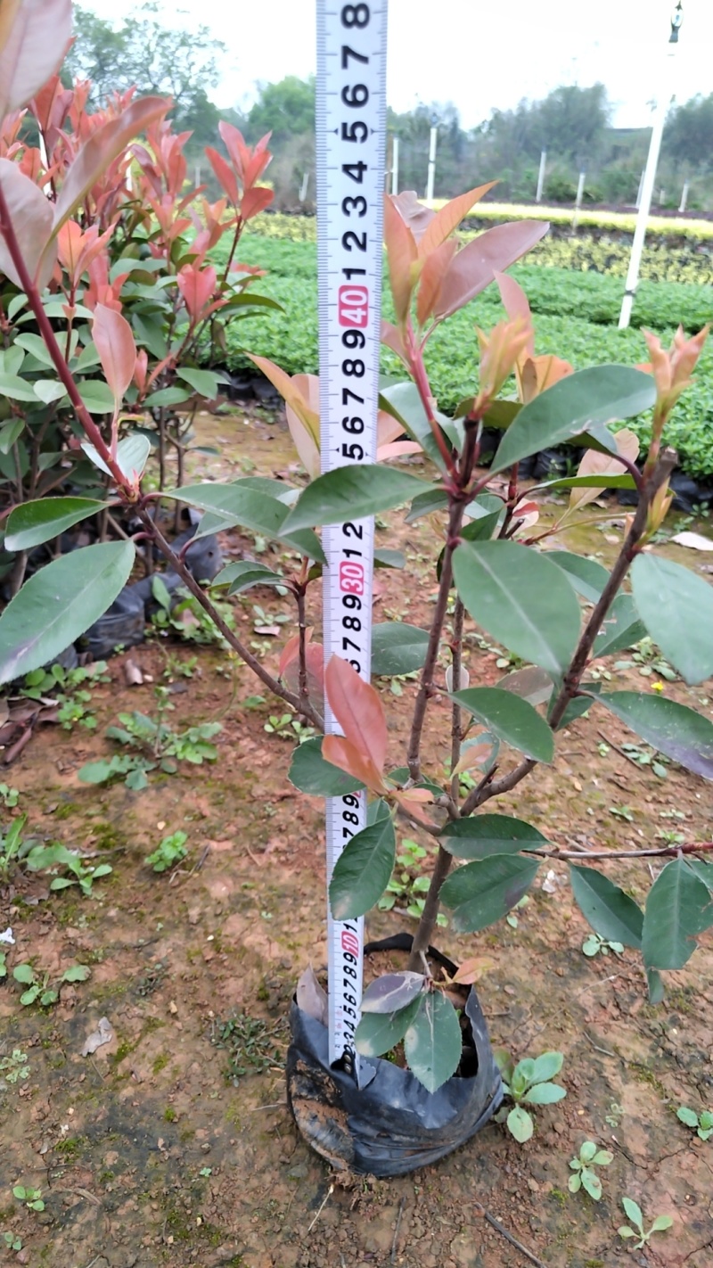 红叶石楠