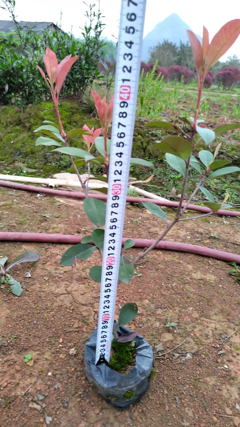 红叶石楠