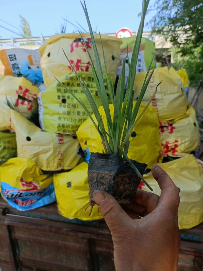 紫露草紫露草花死苗补发量大可以优惠