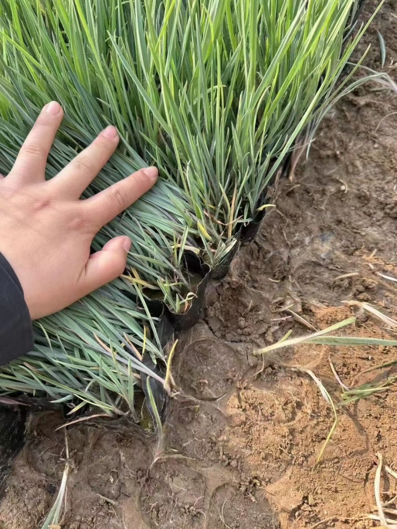 紫露草紫露草花死苗补发量大可以优惠