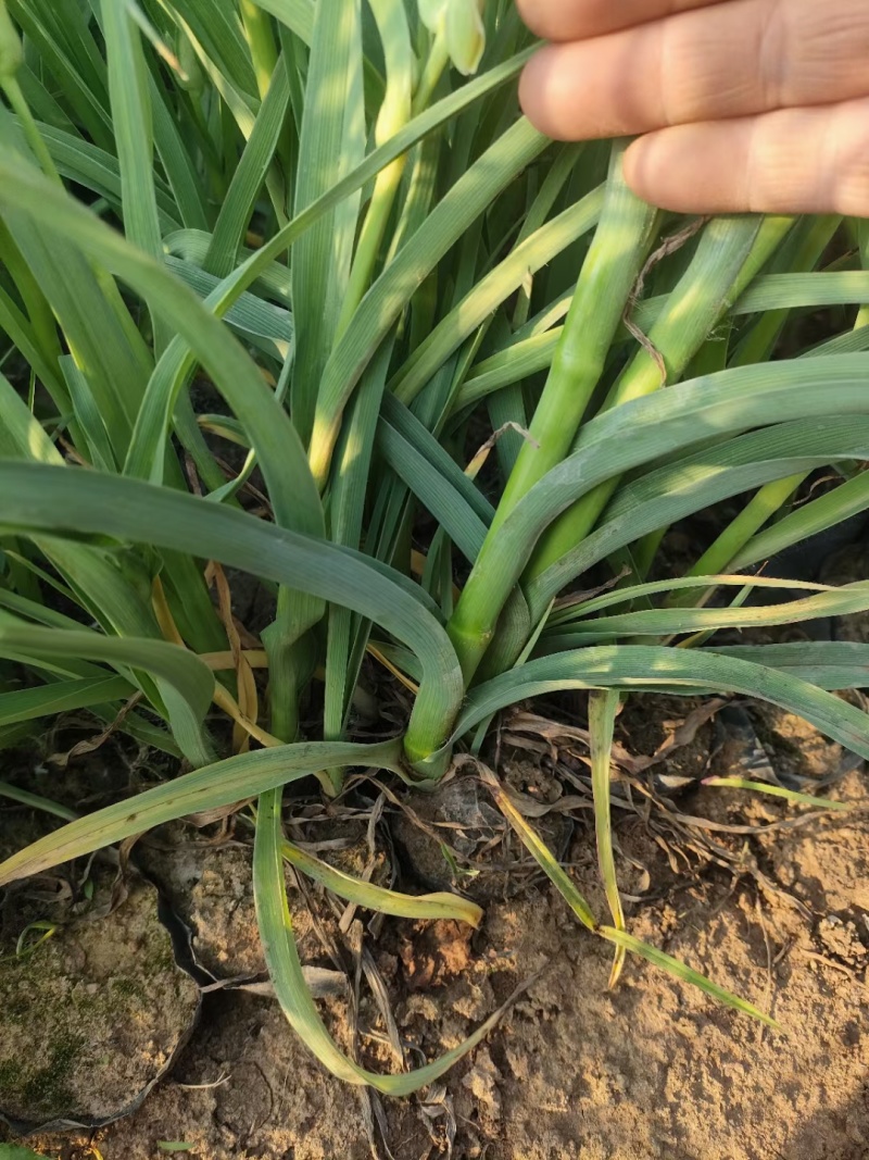 紫露草紫露草花死苗补发量大可以优惠