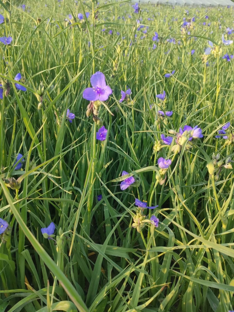 紫露草紫露草花死苗补发量大可以优惠