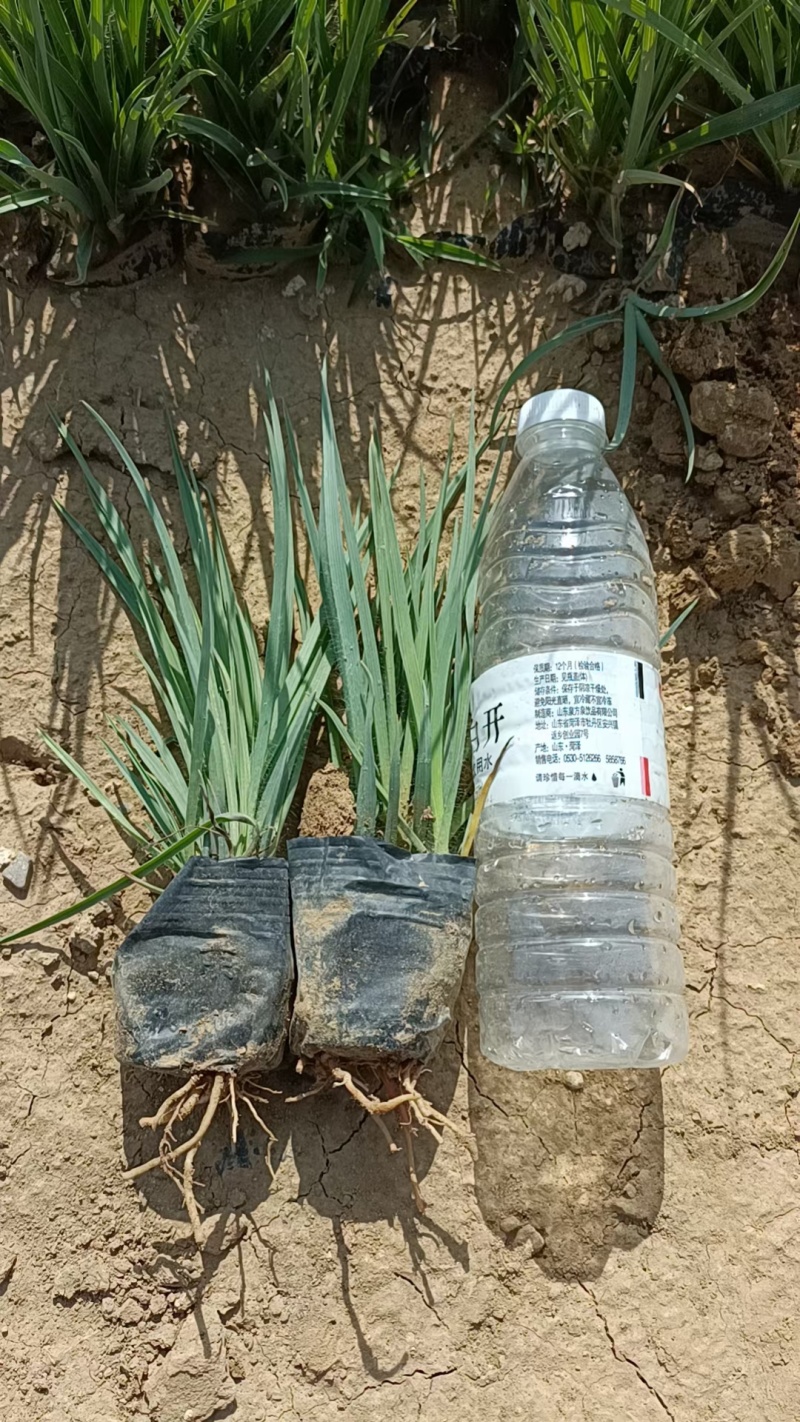 紫露草紫露草花死苗补发量大可以优惠