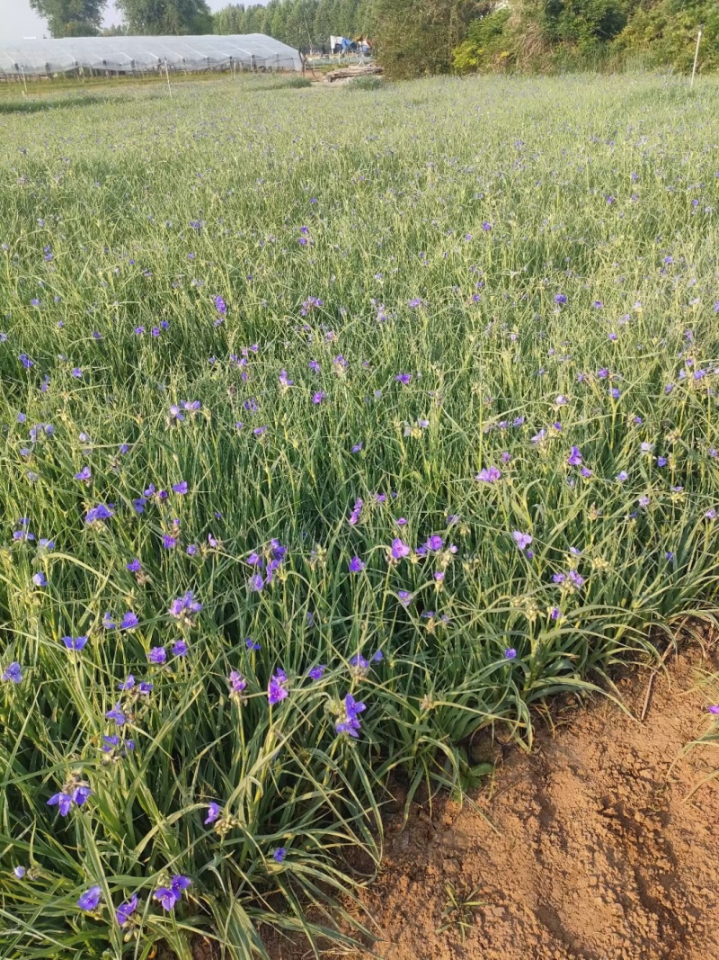 紫露草紫露草花死苗补发量大可以优惠