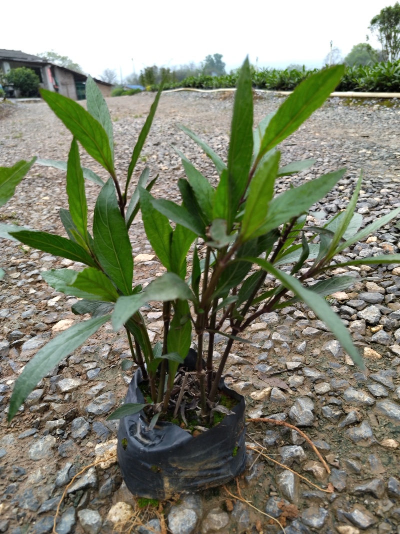 翠芦莉