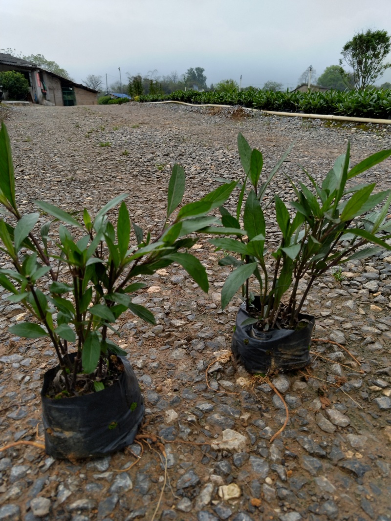 翠芦莉