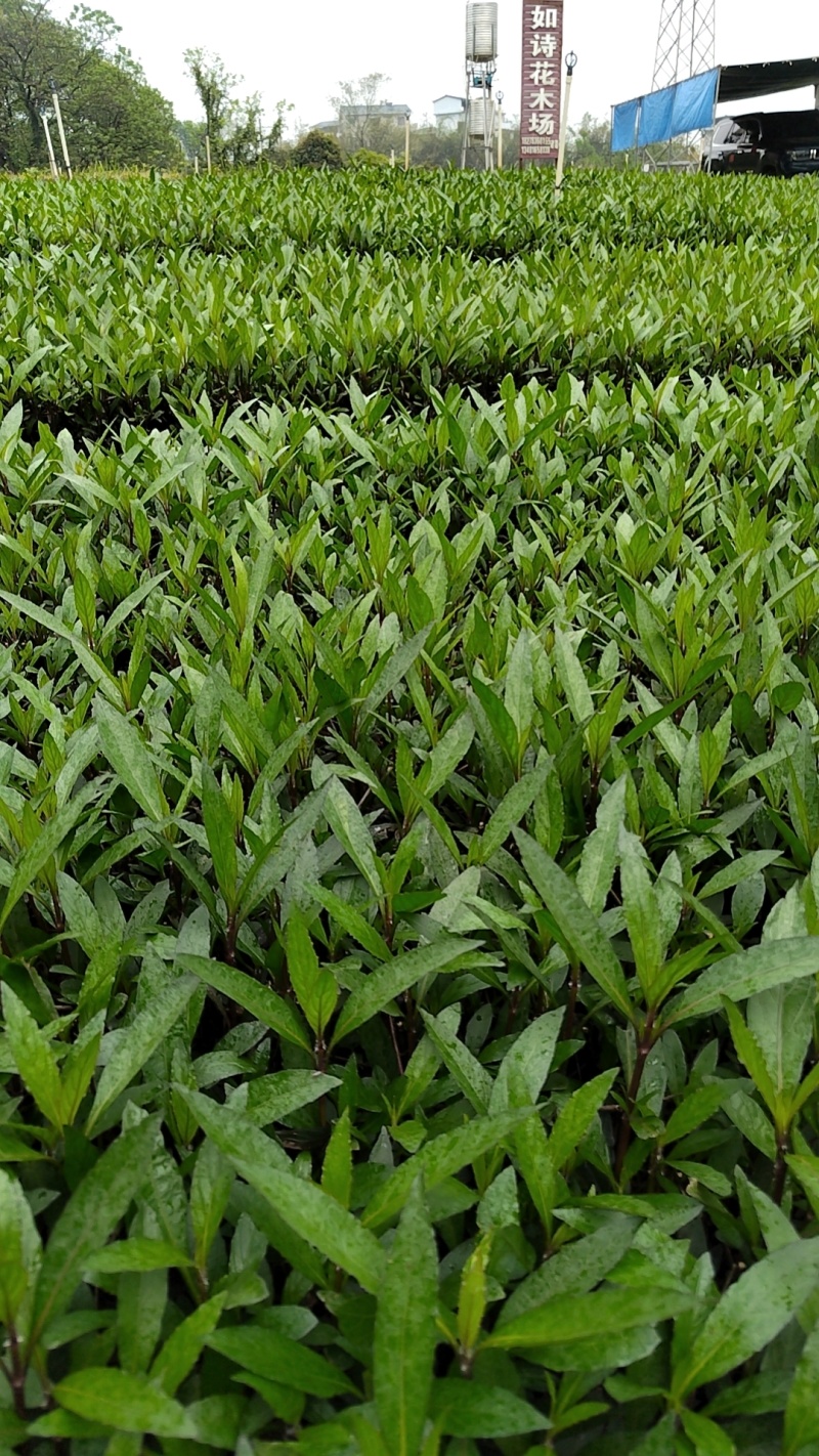 翠芦莉