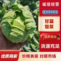 精品圆包菜甘蓝河北包菜大量供应产地直销发往全国各地