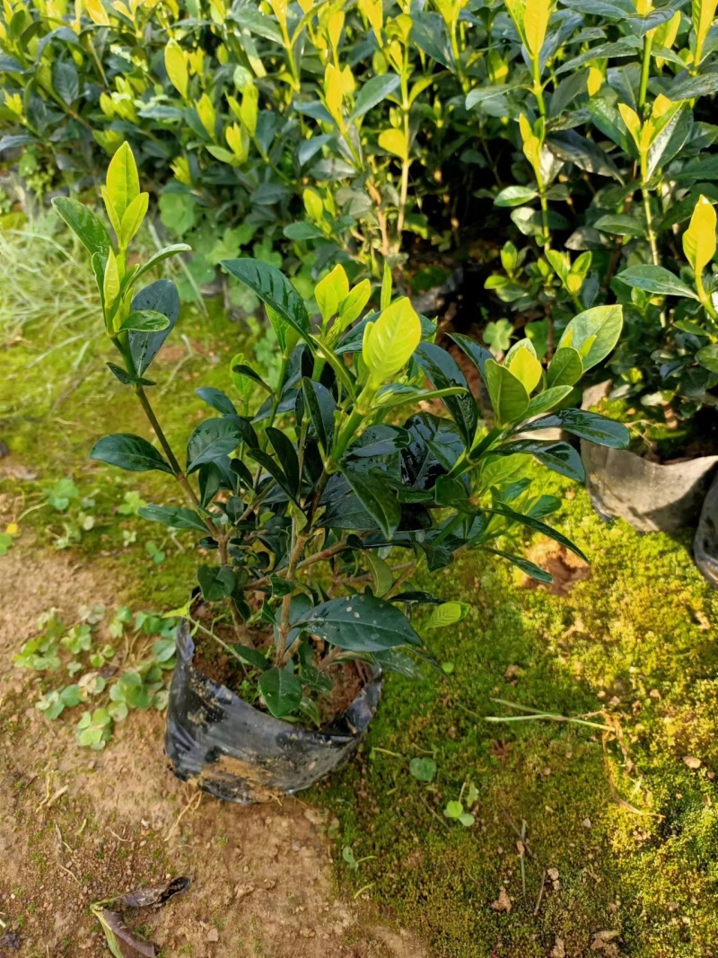 栀子花
