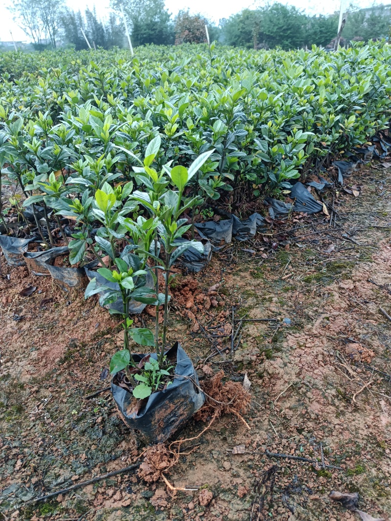 栀子花