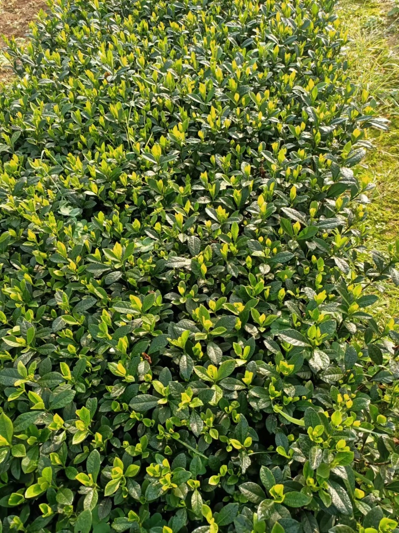 栀子花