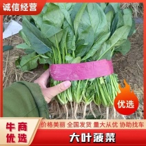 精品菠菜河北新鲜菠菜大量上市欢迎前来采购