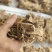白花牛奶根，纯手工制作，把把清香，原汁原味
