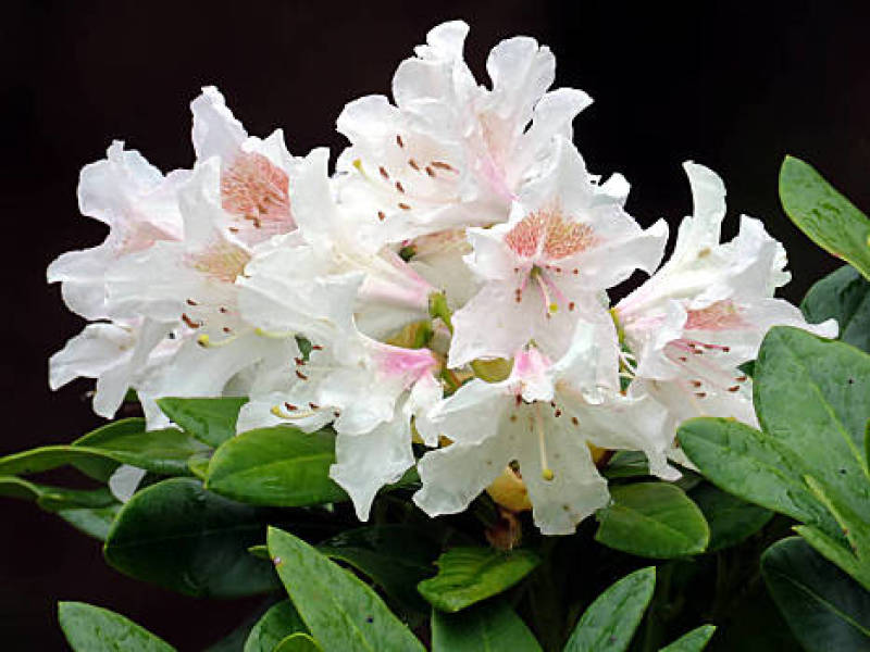 白花杜娟老白花大白花