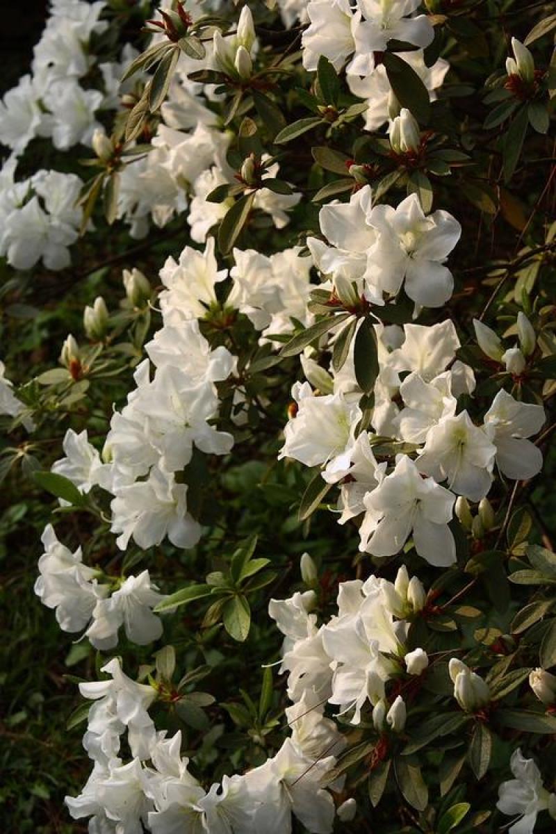 白花杜娟老白花大白花