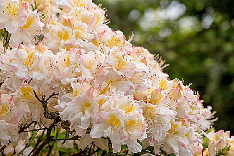 白花杜娟老白花大白花
