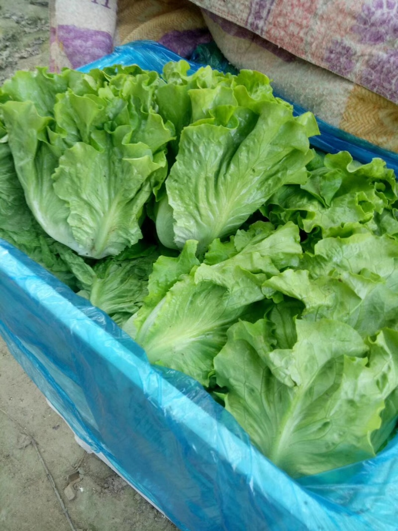 河南生菜意大利生菜无土无虫眼无黄叶净菜上车按需分拣打包装