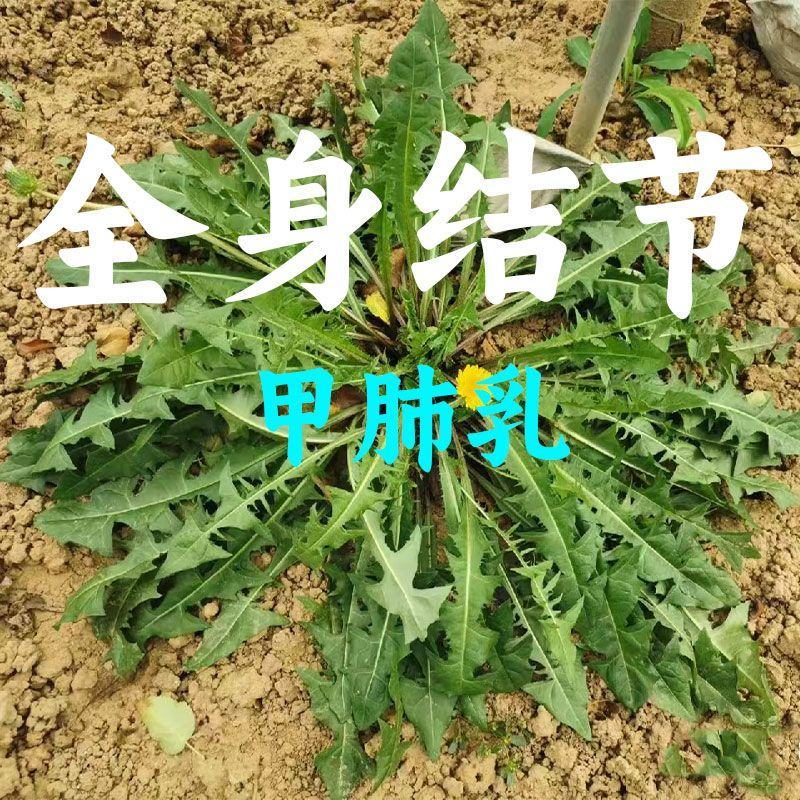 纯野生蒲公英