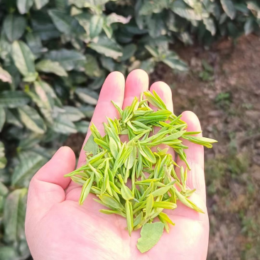 茶叶
