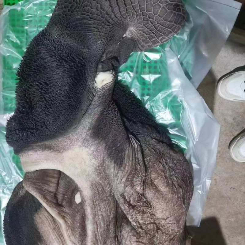 鲜生牛毛肚黑肚牛大肚带金钱整个大肚