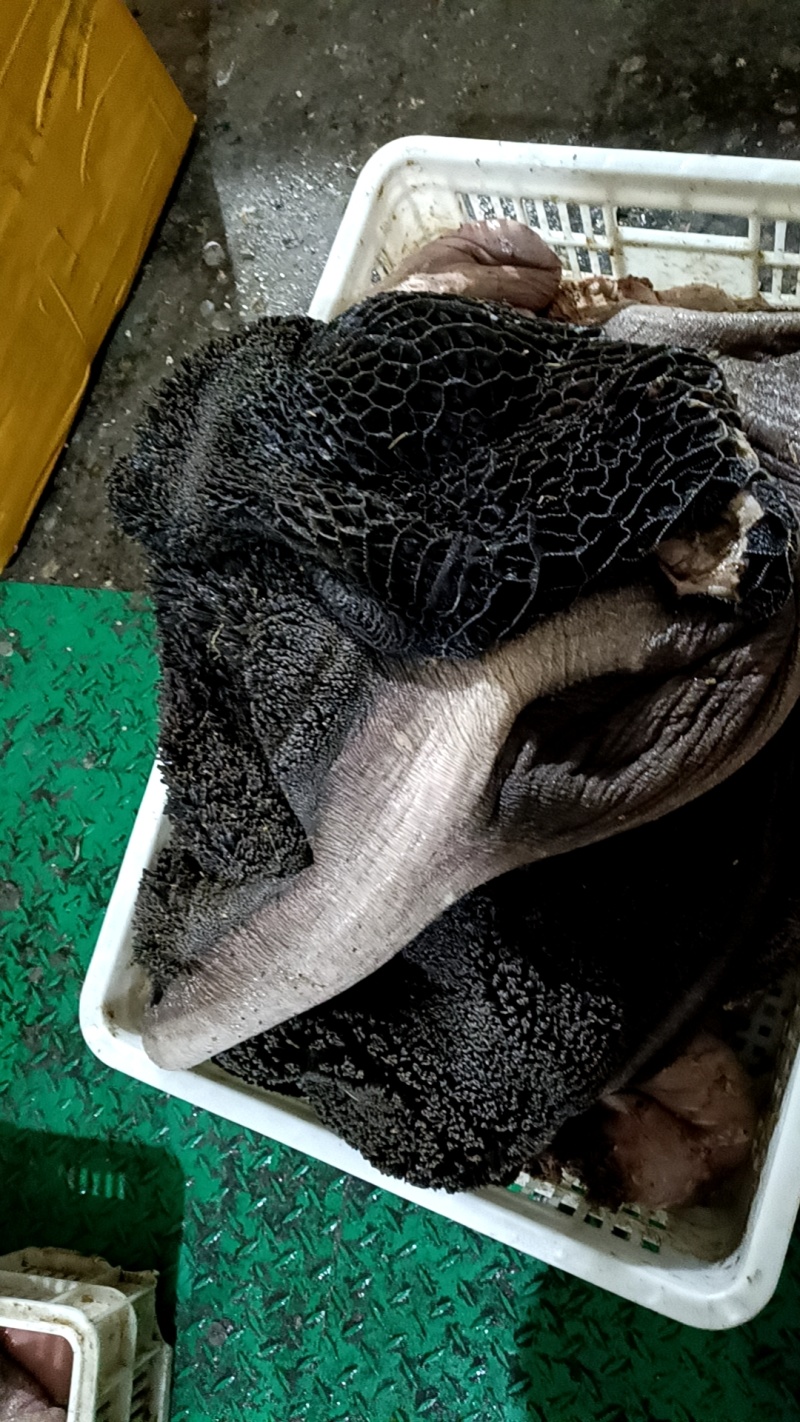 鲜生牛毛肚黑肚牛大肚带金钱整个大肚