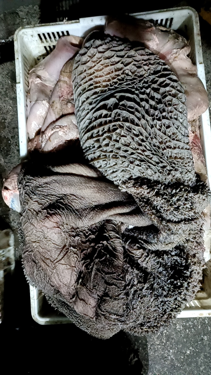 鲜生牛毛肚黑肚牛大肚带金钱整个大肚