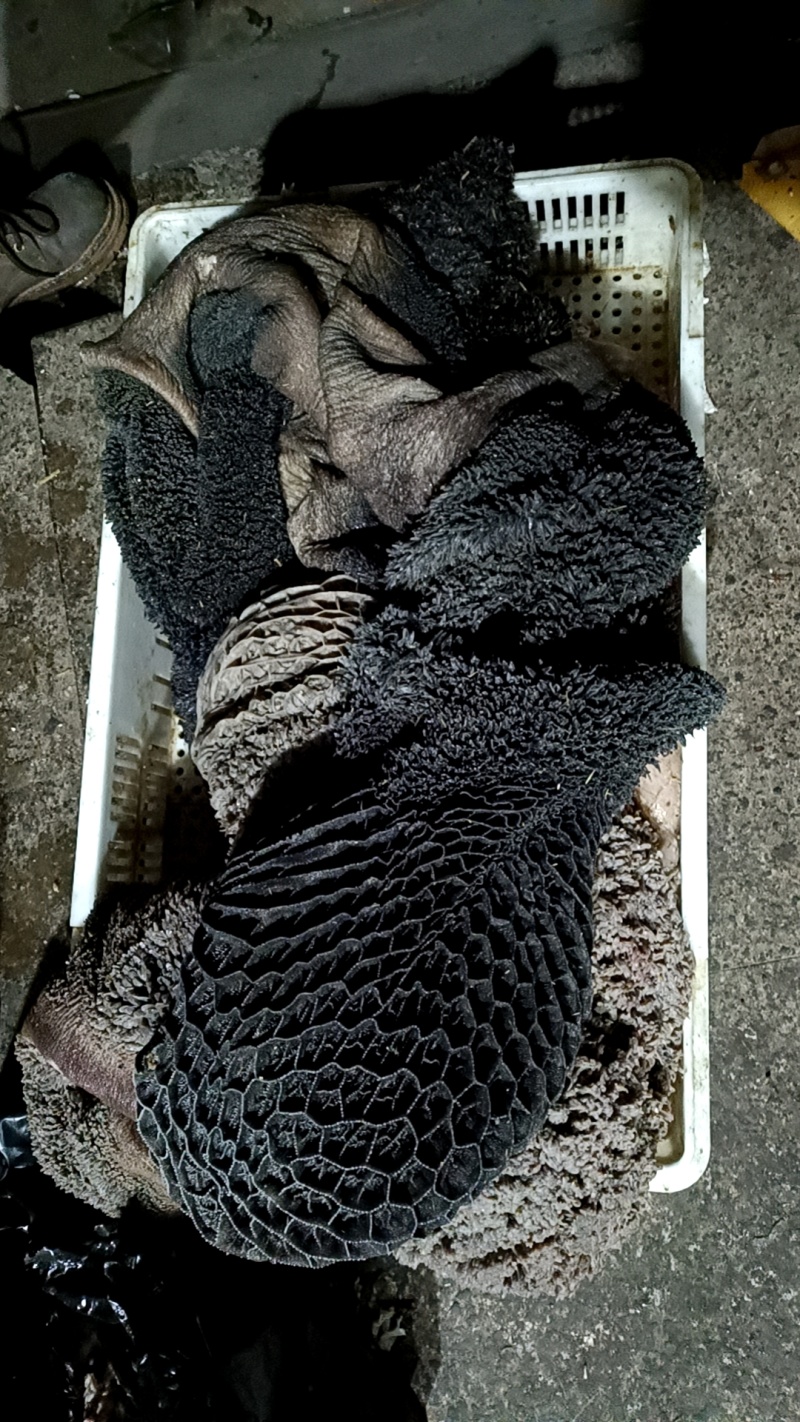 鲜生牛毛肚黑肚牛大肚带金钱整个大肚
