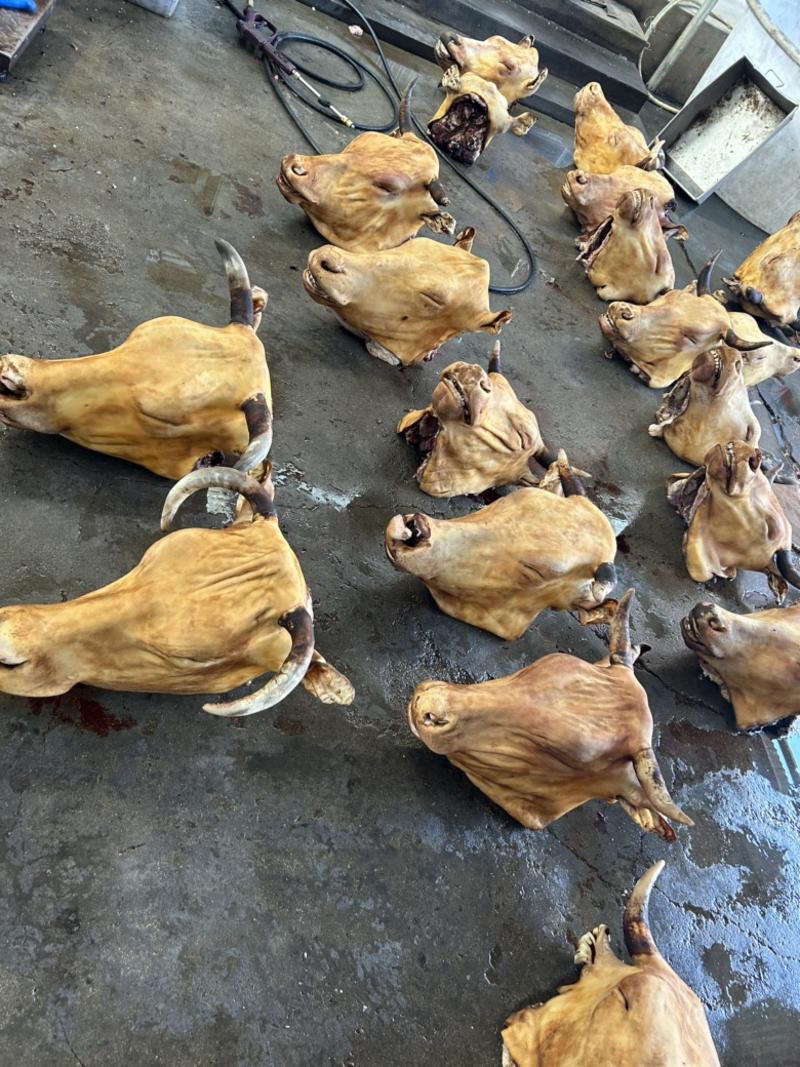 山东滨州清真火烧毛牛头肉收拾干净量大价优长期供货