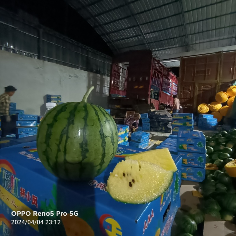 云南德宏芒市陆地甜王大量有货需要的老板打电话了解
