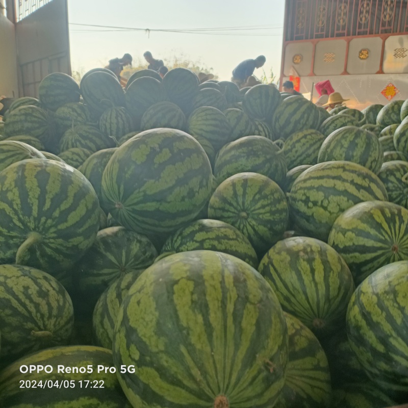 云南德宏芒市陆地甜王大量有货需要的老板打电话了解