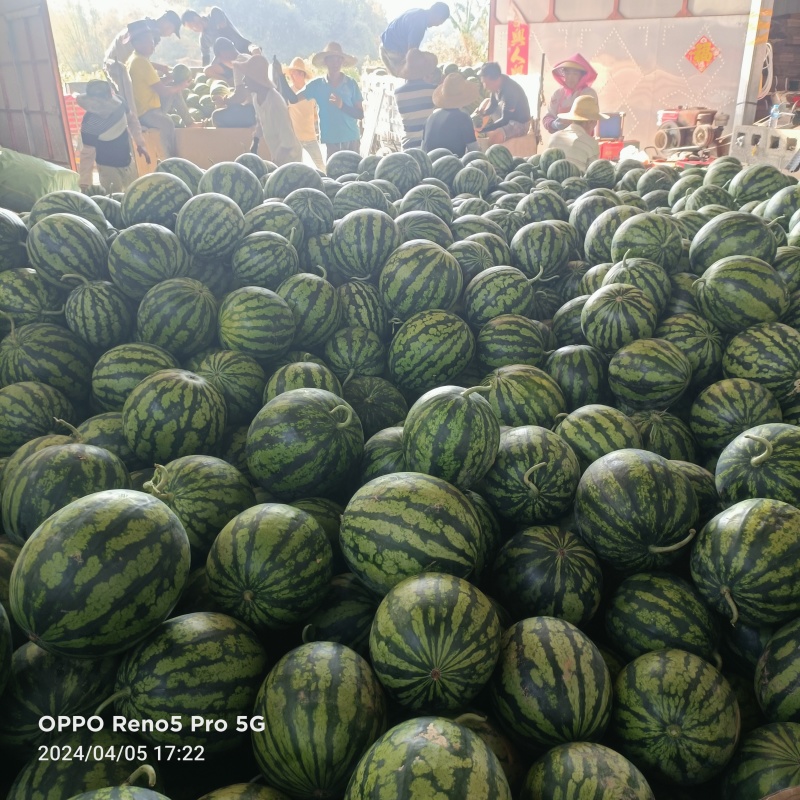 云南德宏芒市陆地甜王大量有货需要的老板打电话了解