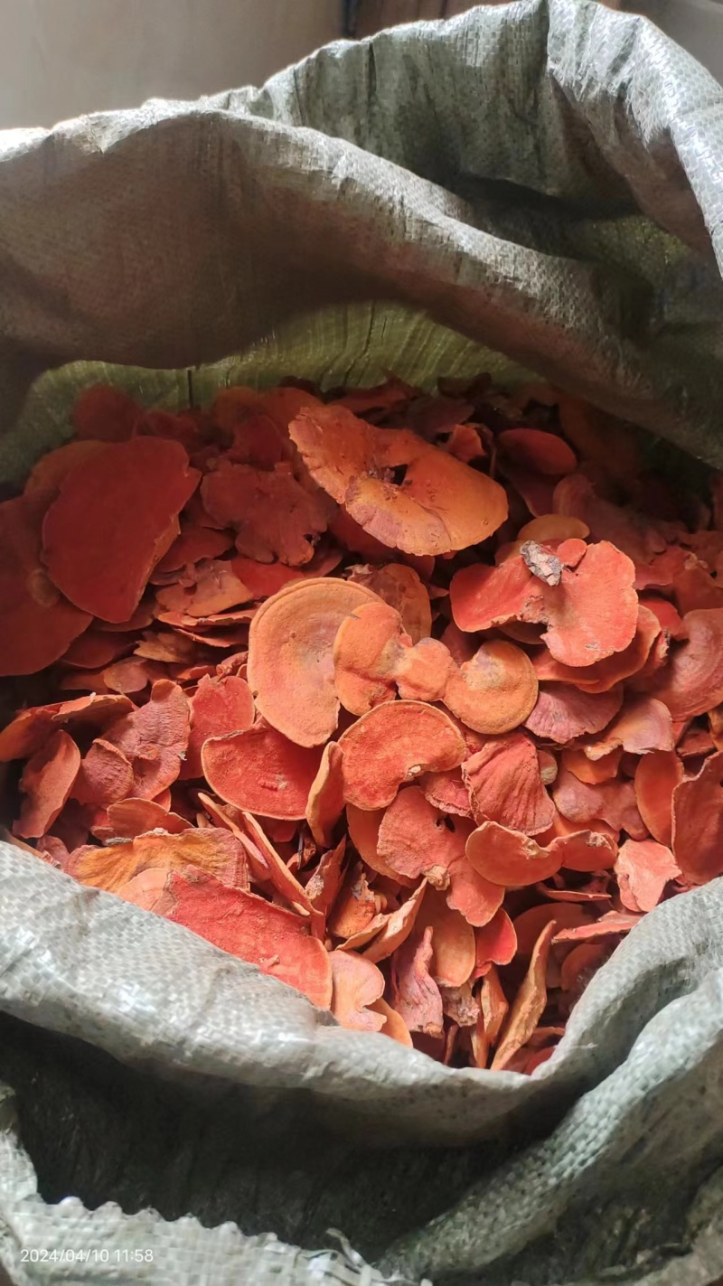 红栓菌漂亮货