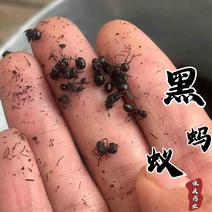 黑蚂蚁蚂蚁保庆药业批发黑蚂蚁实物拍摄