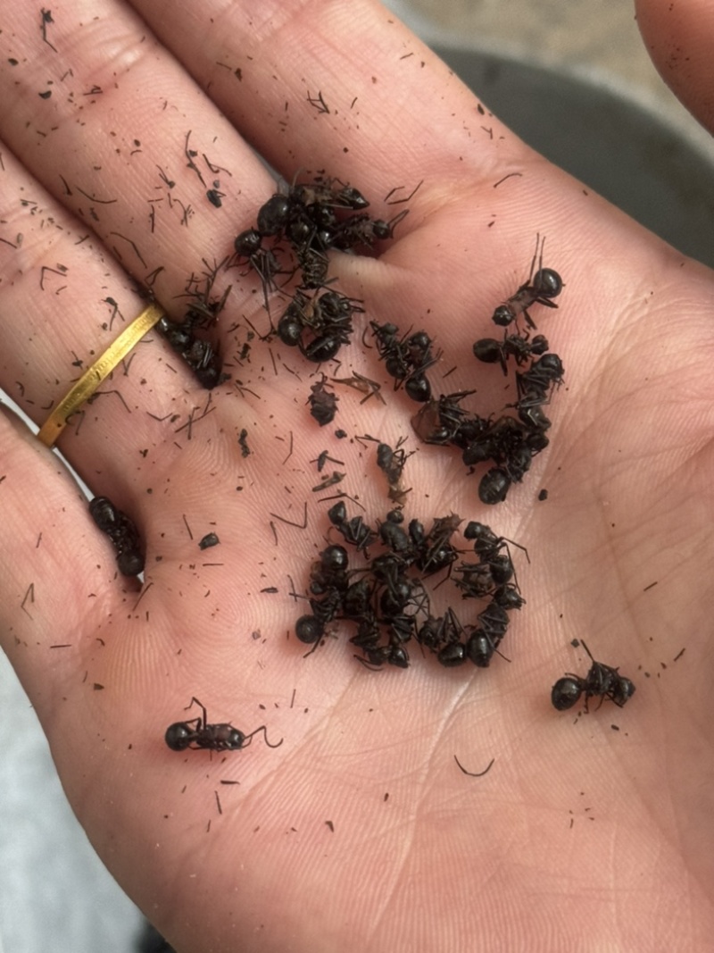 黑蚂蚁蚂蚁保庆药业批发黑蚂蚁实物拍摄