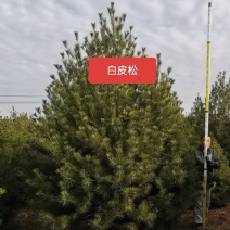 河北定州白皮松四季常青自家苗圃现挖现卖松树