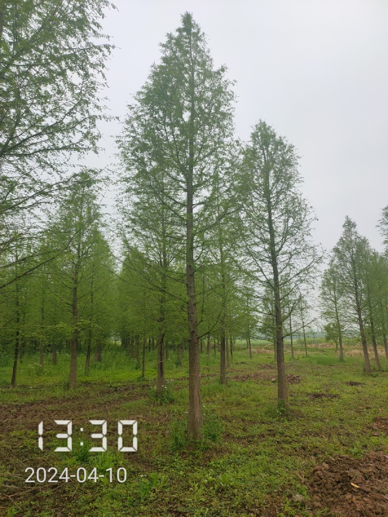 大量供应18-20的落羽杉，杆直，冠好，支持线上保障交易