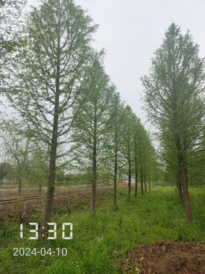 大量供应18-20的落羽杉，杆直，冠好，支持线上保障交易