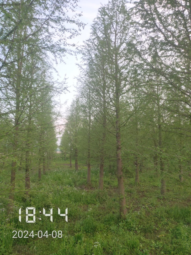 大量供应18-20的落羽杉，杆直，冠好，支持线上保障交易