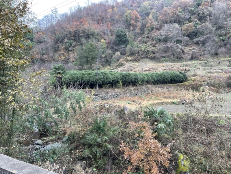 大量10公分秋桂出售