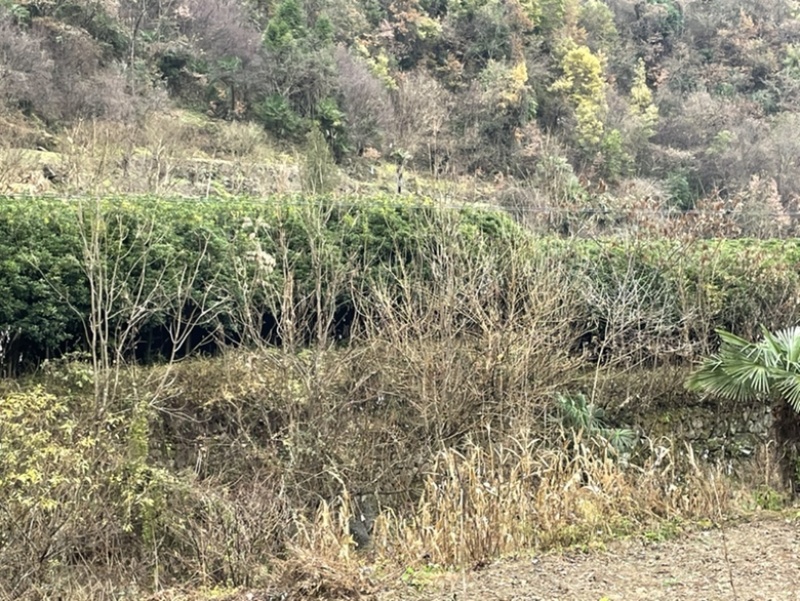 大量10公分秋桂出售