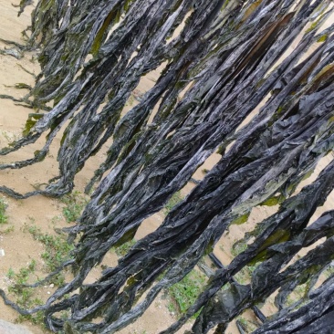 新海带出来了，无沙挂菜，自家养殖户